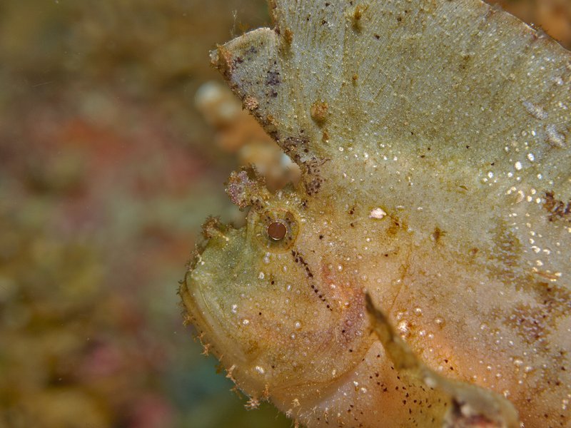 Leaf Scorpion Fish, Rubiah Sea Garden